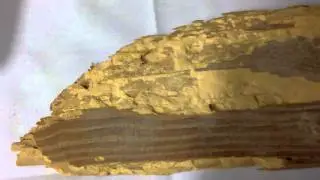 What Does Old House Bore Damage Look Like