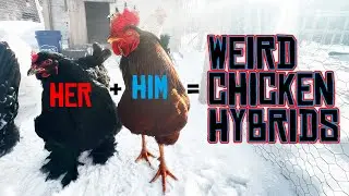 Мой грандиозный эксперимент с курицей оказался неудачным?