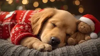 12 HOURS of Dog Calming Music for Dogs 🏠 Separation Anxiety Relief 💔 Stop Crying When Left Alone