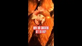 Почему курица&hellip; стала такой большой? #факты #еда #шорты