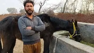 Horse food in Pakistan  || Simple and easy food for Horse 🐎 ||