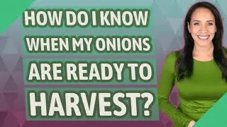 How do I know when my onions are ready to harvest?