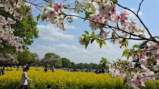 Japan Sakura Season 2025 #myammachiskitchen