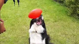 Zabawki dla ps&oacute;w - Jolly Pets (Acana Polska)
