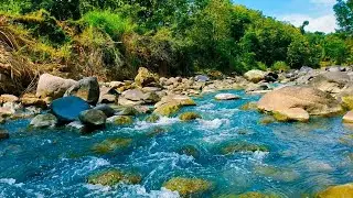 Calming River Stream Live 24/7 &ndash; Gentle Water Flow & Green Noise for Sleep & Relaxation