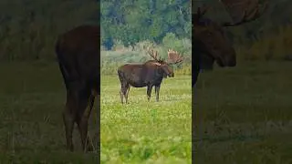 80 Yard follow up MOOSE MISSILE #archery #elk #deer ￼