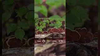 Focus Stacking Shelf Fungus In The woods  #focusstacking  #photographytechnique