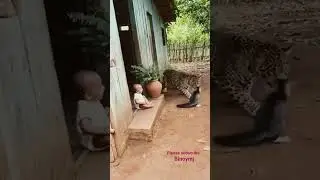 cat saved baby from leopard #explorenow #trendingshorts #vairal