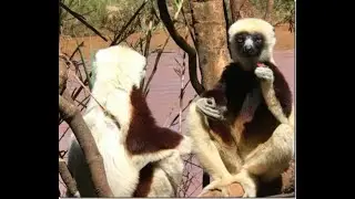 Sifaka Madagascar Lemurs Jumping and Dancing Around
