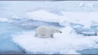 Rencontre avec le seigneur de l'Arctique : L'OURS POLAIRE