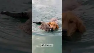 Gun Dog getting her done! #goosehunting #gundogs #workingdogs #duckhunting #goldenretreivers #dogs