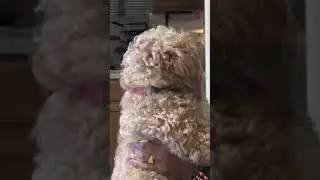 А что бы вы сделали??? #щенок