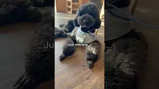 POV: Your Dog Is More Clingy Than Your WiFi 📶 #poodle #standardpoodle #funnyshorts #cutedog