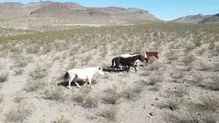 Wild horses of the Apache national forest