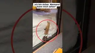 Das Versteck von dem Fuchs war nicht so gut wie er dachte 😅 #shorts