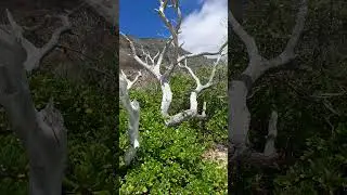Petrified Tree