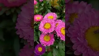 Beautiful China Asters flower || #gardening #trending #flowers #nature #trendingshorts #flower