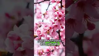 exploring cultural significance of tokyos cherry blossoms #geography #didyouknow #facts #animals