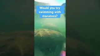 Swim with manatees in Crystal River Florida #crystalriverflorida #floridatravel #manatees