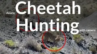 Asiatic cheetah hunting with camera