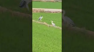 Spotted! Grey Herons! #birds #birdspecies #herons #ricefield #shorts #shortvideo