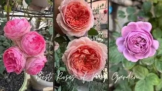 Top Performing Roses of My Garden: Part 1| David Austin, Kordes, Tantau roses and more
