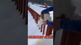 Clumsy Cat vs Snow | Funny Cat Fails & Cute Snow Adventures | Viral Pet Shorts #FunnyCatFails #cute