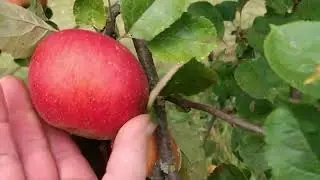 Unsere Obstbäume 🌳🍎🍐