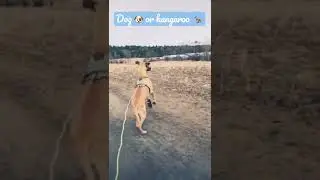 DOG OR KANGAROO 🦘 #greatdane #greatdanedog #greatdanepuppies #dog #youtubeshorts #newstatus #status