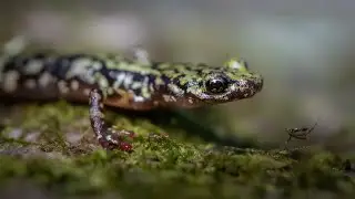 Green Salamanders and Big Brown Bats in West Virginia!
