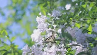 Floral Breeze | 1 Hour Relaxing Piano Music