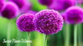 Beautiful Relaxing Piano - Soothing Relaxation Calming Music for Stress Relief