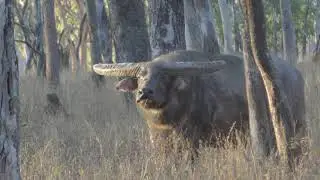 Buffalo Hunting Australia
