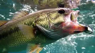 The one that got away... Heartbreak in slow motion. #shorts #fishing #fail #bassfishing #heartbreak