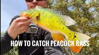 Peacock Bass Fishing in Naples FL Part 1.