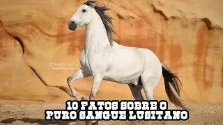 10 FATOS SOBRE O PURO SANGUE LUSITANO