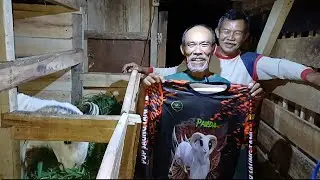 ORANG TUA SUKSES TERNAK DOMBA DI BANJARAN BANDUNG