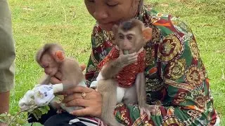 So happy!! The intelligent monkey TORO happily runs around his mother in the rice field