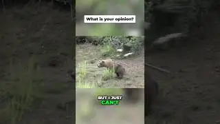 Eagle vs Grizzly Bear: A Fight to Remember! 🦅🐻😱 #eagle #grizzlies