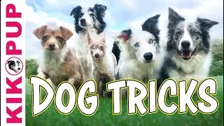 Favorite Dog Tricks Compilation