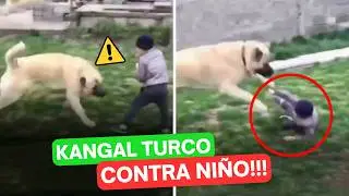 Un NI&Ntilde;O contra un KANGAL TURCO ⚠️ - &iquest;Es una ADVERTENCIA? 