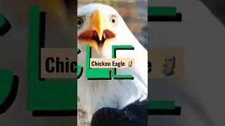 chicken or eagle ?