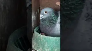 pigeon feeding her baby #feeding #pigeon #pigeonloft #viral #kabootar #kabootarlovers #pigeonlover