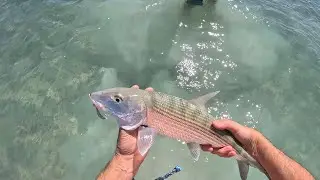 Bucket List item:  Landing a Bonefish in Aruba Shallows