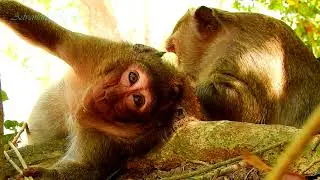 So Happy!! Adorable monkey Sweet pea very happy mom feeding lice/ Good mommy Pop eyes