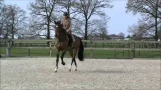 TE KOOP: Springpaard