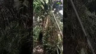 pruning pokok sawit penuh pakis. @short #palmoil #egrektajam