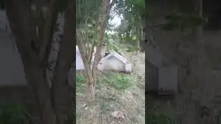 #জিতেন্দ্রনাথ_চৌধুরী #ক্ষেপা_বাবা #আড়ানী #আশ্রম #ashram #Arani #paglababa #jiten #kalimaa #tarapith