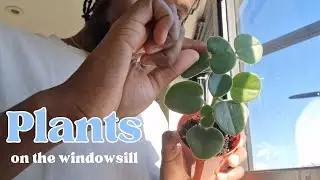 A week of plants on my windowsill