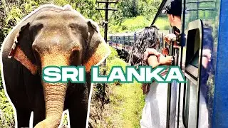 SRI LANKA - 4-DAY PRIVATE TOUR: Colombo; SAFARI @ Yala National Park; TRAIN to Ella; Kandy; Negombo!